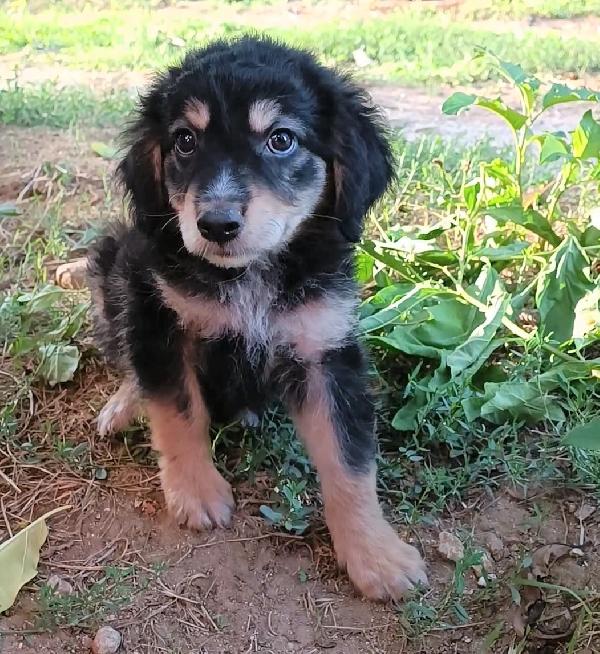 Rey, Cucciolino Simil Pastore Di 2 Mesi